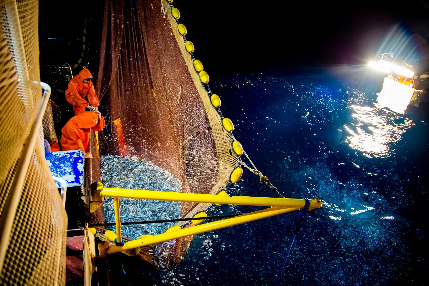The net hauled in at night under the fishing lamps