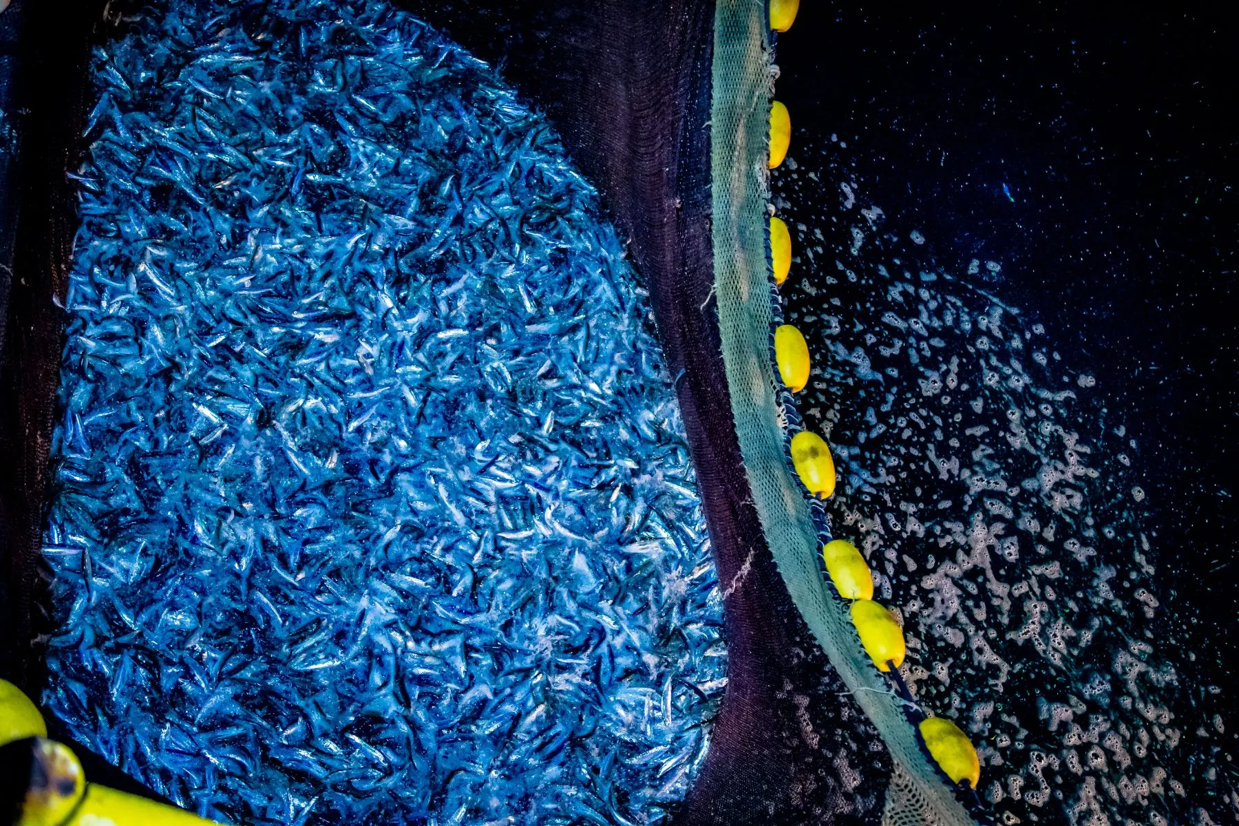 Silvery anchovies in the net
